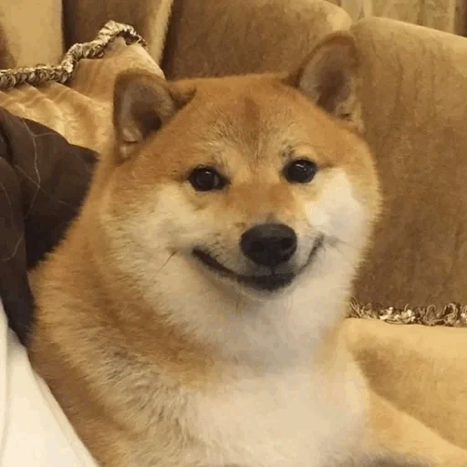 shiba inu, shiba inu, meme siba iu, siba inu doge, meme di shiba inu