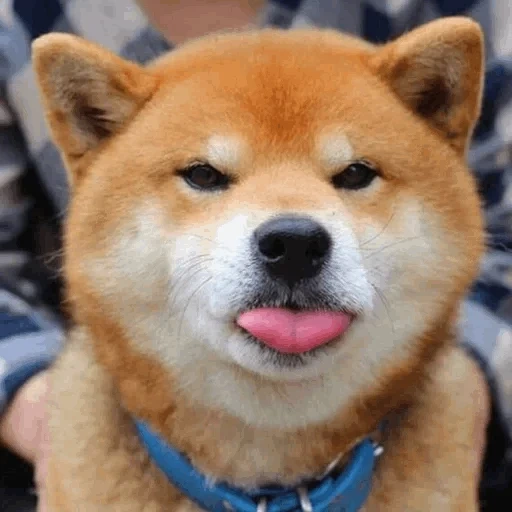 chaidou, chaidou, chien akita, shiba inu, chiba akita