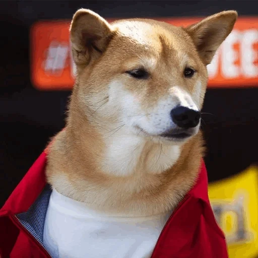 chaidou, chaidou, shiba inu, shiba inu dog, chien siba