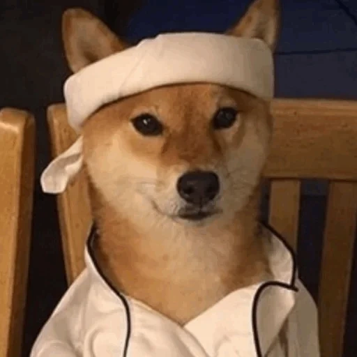 chaidou, chaidou, shiba inu, king arthur, chaidou