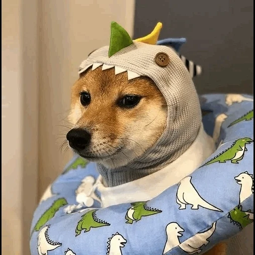 cane, shiba inu, cane shiba inu, meme di shiba inu, il cane di shiba