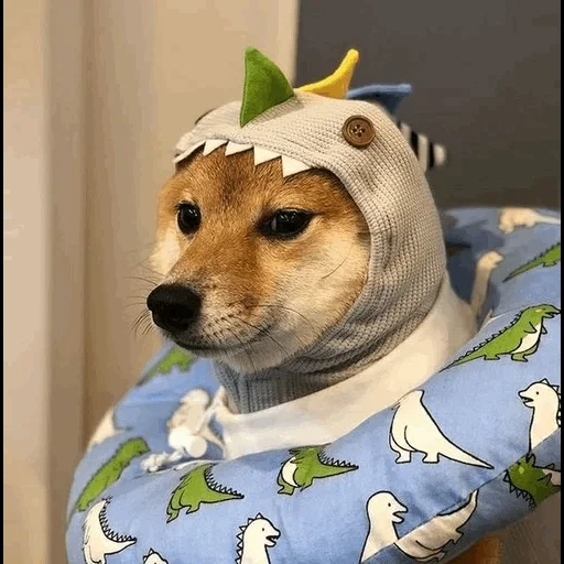 dog, shiba inu, shiba inu dog, shiba inu meme, shiba's dog