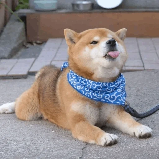 cão de madeira, cão de madeira, cão akita, cão de madeira, cão de folha de cachorro akita