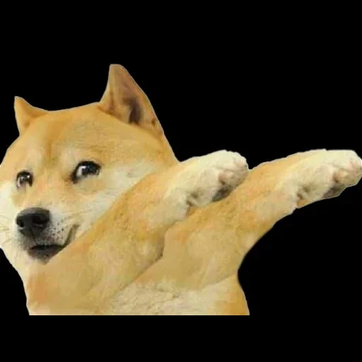 doge, motivo de cão, meme doge, shiba inu, shiba inu meme