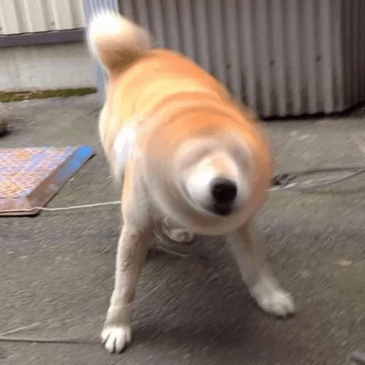 cão, cão de madeira, shiba inu, cão akita, cachorro de lenha