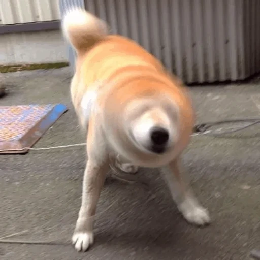 perro, siba inu, shiba inu, perro akita, cachorro de siba