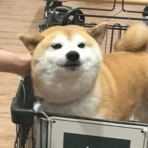 siba inu, shiba inu, shiba inu, siba iu meme, siba adalah seekor anjing