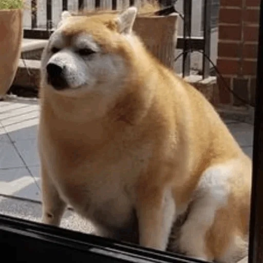 akita inu, meme siba inu, meme akita iu, fat siba inu, siba inu akita inu