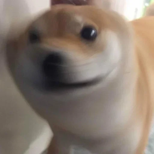 doge, mème de chien, pleasant, caméras, doge sandstorm