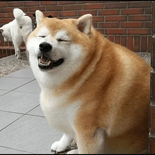 doge king, cão akita, shiba inu, rei cão, cão akita derrotado