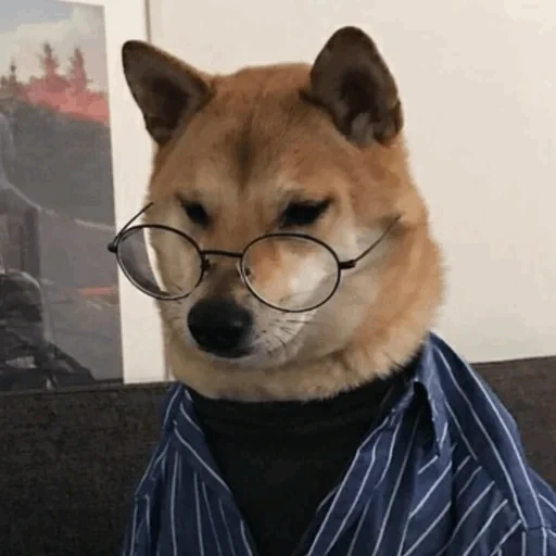 siba inu, shiba inu, shiba inu, anjing shiba, anjing siba adalah