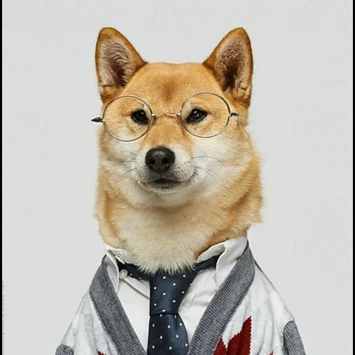 сиба-ину, shiba inu, doge токен, shiba inu dog, сиба ину собака