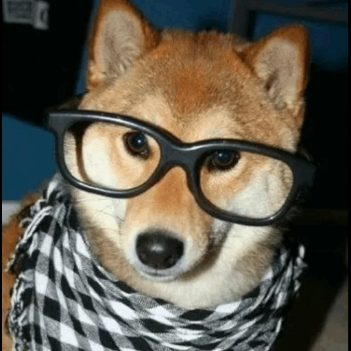 siba inu, shiba inu, shiba inu perro, el perro de shiba, siba es un perro