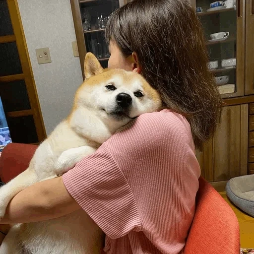 namoro, cão de madeira, cão de madeira, cão de madeira, chiba dog akita