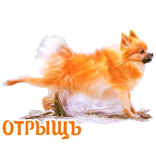 small spitz, dog spitz, breed spitz, spitz with a white background, spitz pomeranian