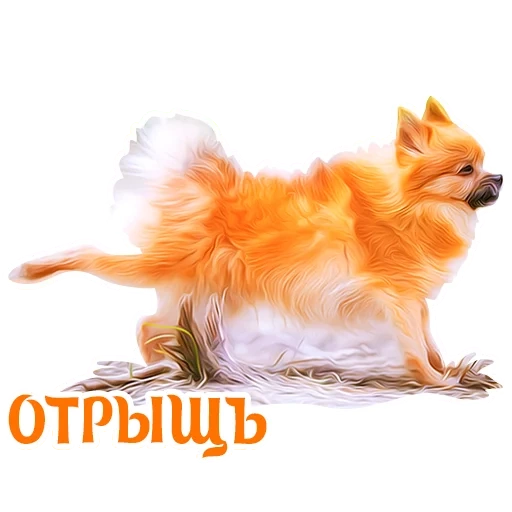 kleiner spitz, hund spitz, rasse spitz, spitz mit einem weißen hintergrund, spitz pomeranian