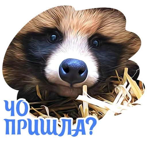 raccoon muzzle, raccoon muzzle, raccoon animal, half raccoon, raccoon dog