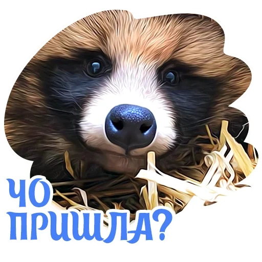 focinho de guaxinim, focinho de guaxinim, animal de guaxinim, meio raccoon, cachorro de guaxinim