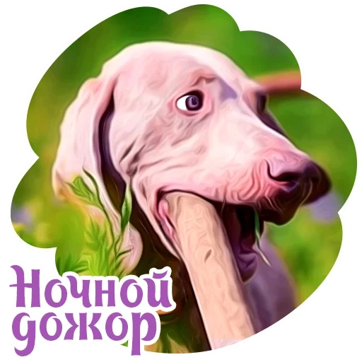 hund, hunde, der hund ist gebeugt, weimaraner metis, weimaraner hund