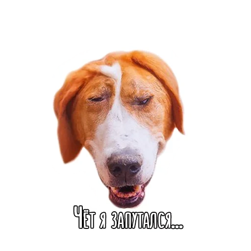 dog, dogs, hound dog, bigl the head of the dog, the dog collection jack russell terrier