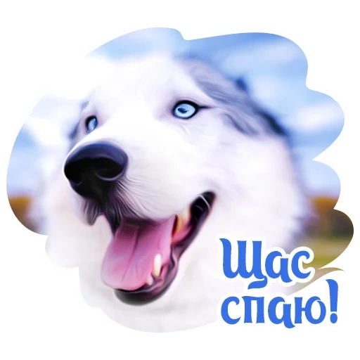 dog, animals, sobakevich, husky dog, the animals are cute