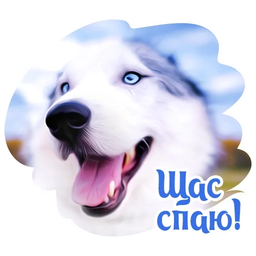 cão, animais, sobakevich, cachorro husky, os animais são fofos