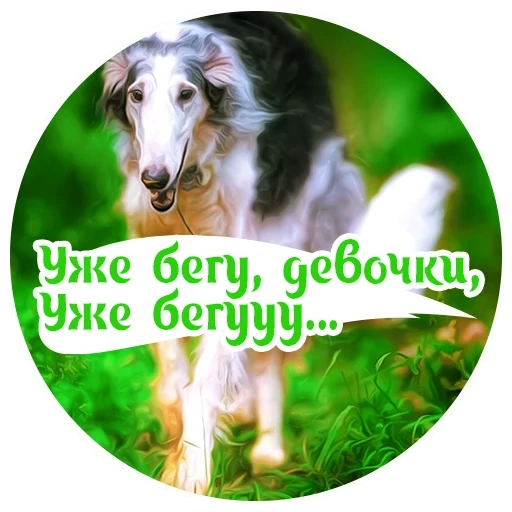 cachorro borza, greyhound de cachorro, borza russo, cão de greyhound russo, cachorro russo borza