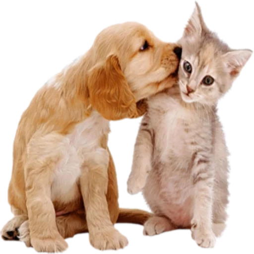 кошки собаки, щенок котенок, кошечки собачки, домашние животные, рамки кошками собаками