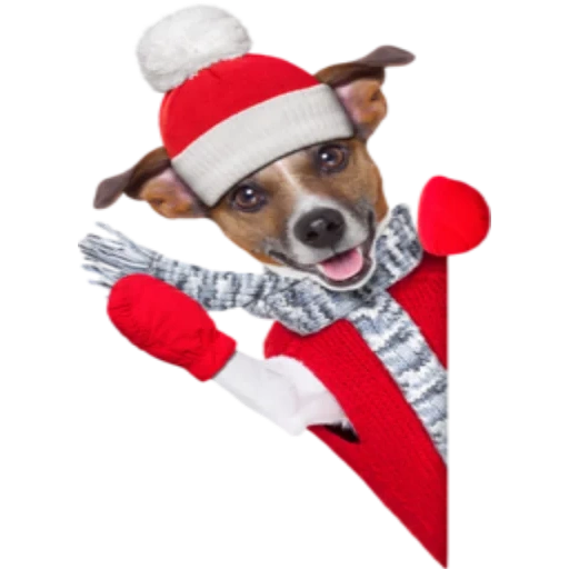 christmas dog, джек рассел санта, поющая собака санта, джек рассел новый год, джек рассел костюме деда мороза