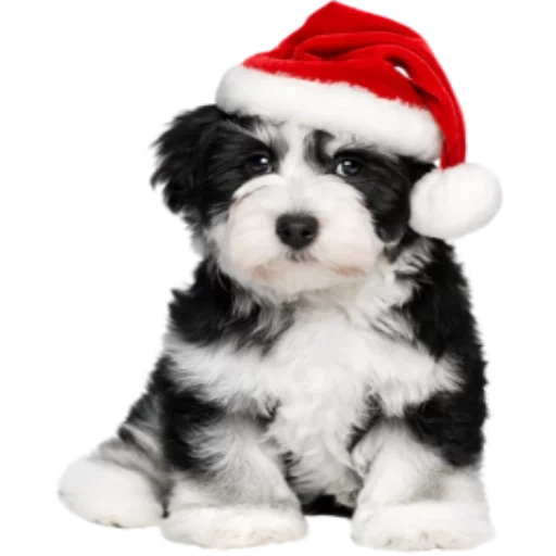 бишон щенок, гаванский бишон, собака новогодняя, новогодние собачки, новогодние животные