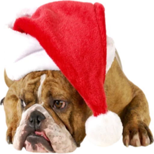 санта-клаус, новый год собака, английский бульдог, бульдог новогодней шапке, английский бульдог новый год