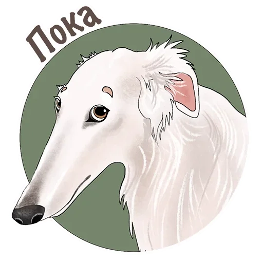 greyhound branco, cachorro borza, greyhound russo, borza eris dog
