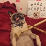 cat, pug, dog, pug puppy, mops are cheerful