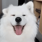 samoyé, samoyed laika, chien samoyé, samoyed est un loup blanc, chien samoyé