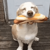 cane, cane, il cane della salsiccia, hot dog di cane, hot dog divertente