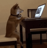 shiba, anjing, shiba inu, shiba inu, siba inu di komputer