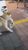 dog, dogs, gif dog, the dog is funny, the dog is an animal