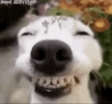 le chien rit, sourire de chien, un mème d'un sourire, le chien est le sourire original, dog sourit jack russell