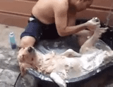 cão, vídeo, cão, o cachorro é real, o homem lava um cachorro