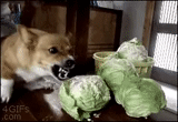 dog, the dog is cabbage, dog cabbage, the dog eats cabbage, the dog eats cabbage