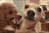 dog, the dog is angry, gif dog, the dog is funny, funny animals