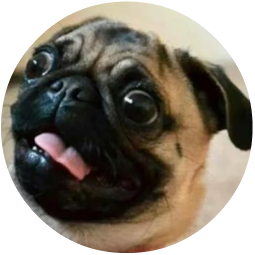 pug, la razza di pugs, cane carlino, flexite pug, crash eyed pug