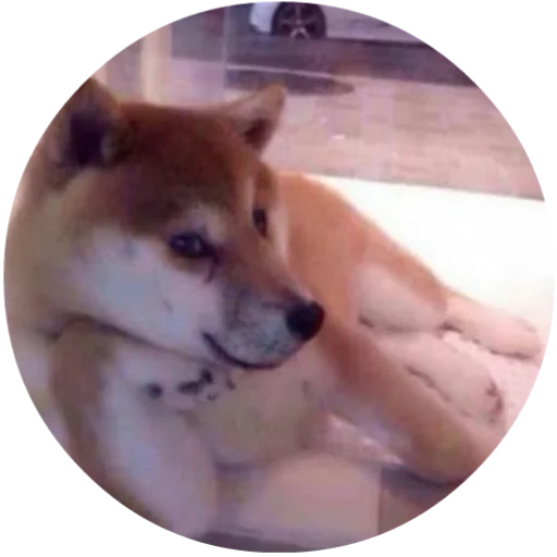 siba inu, shiba inu, siba inu akita inu