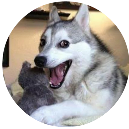 meme husky, moncong husky, anjing husky, husky lucu, meme dog husky husky