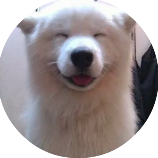 chien samoyed, samoyed smile, samoyed comme, chien samoyé, dog samoyed laika