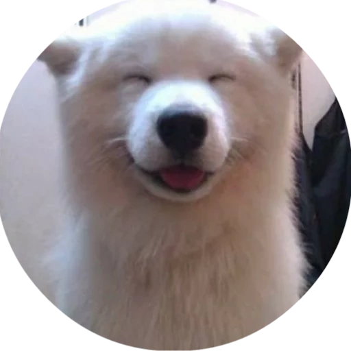 cane samoyed, sorriso samoyed, samoyed come, cane samoyed, cane samoyed laika