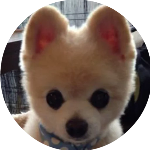 spitz shunsuke, poméranien spitz, chien japonais shunsuke, race japonaise shunsuke, poméranien japonais spitz shunsuke