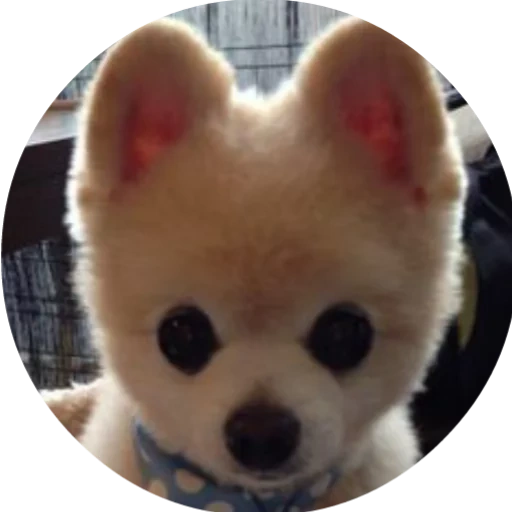 spitz shunsuke, pomeranische spitz, der japanische hund shunsuke, japanische rasse shunsuke, der japanische pommerische spitz shunsuke