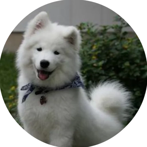 samoyed, perro samoyed, samyed como, perro samoyed, samoy como blanco