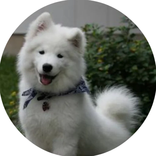 samoyed, anjing samoyed, samoyed like, anjing samoyed, samoyed seperti putih